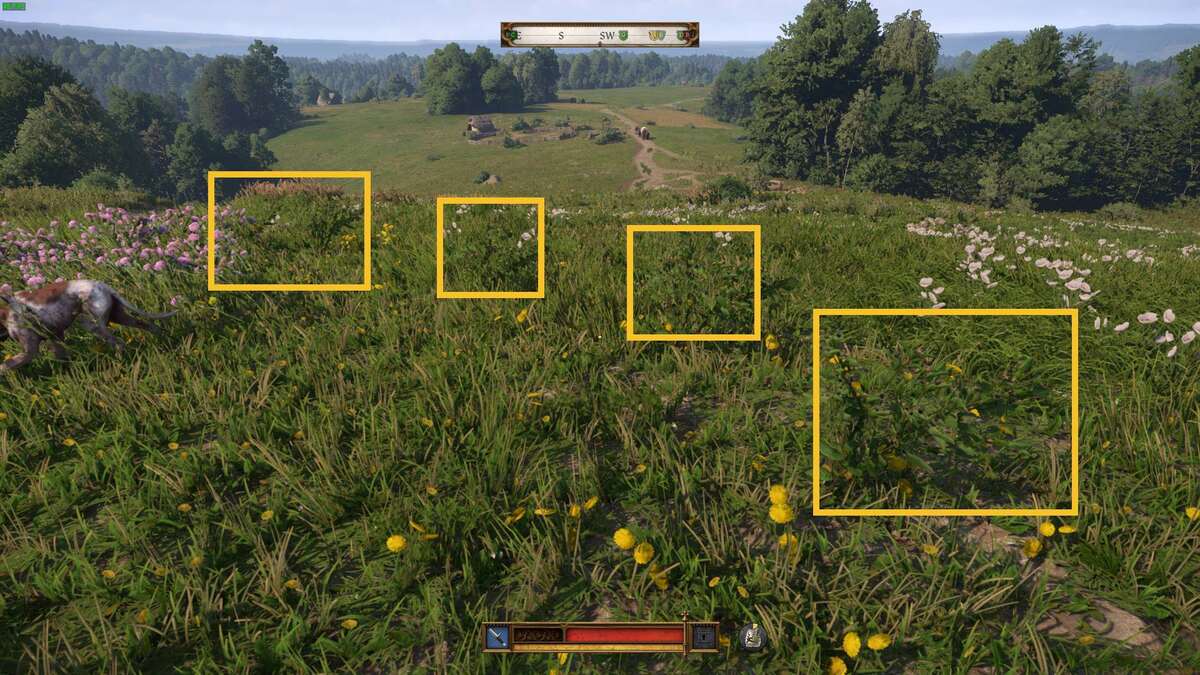 Kingdom Come Deliverance 2 Belladonna: Belladonna plant.