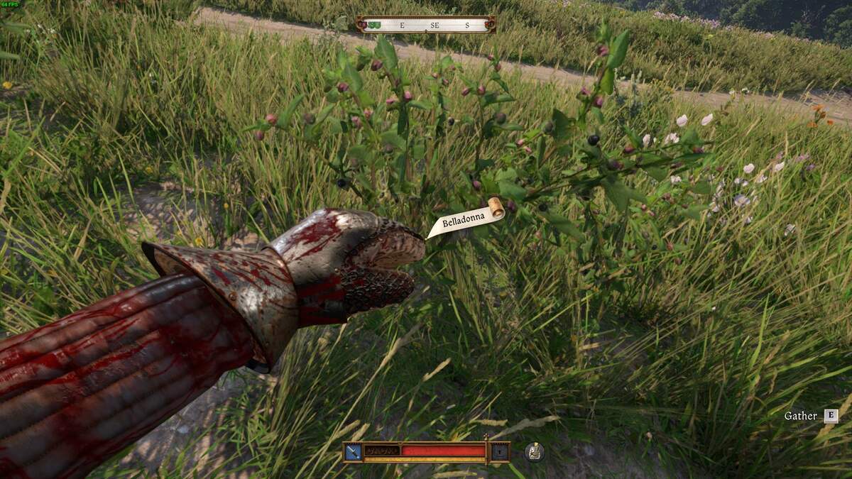 Kingdom Come Deliverance 2 Belladonna: Belladonna plant.