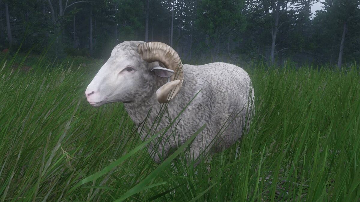 How to find the lost ram in Kingdom Come Deliverance 2 Carrot on a Stick