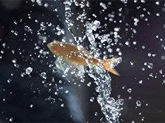 FIFA 15 TV ad stars Messi and a fish