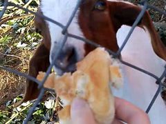 I Am Bread and Goat Simulator form unlikely partnership