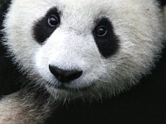 Land-a Panda Review
