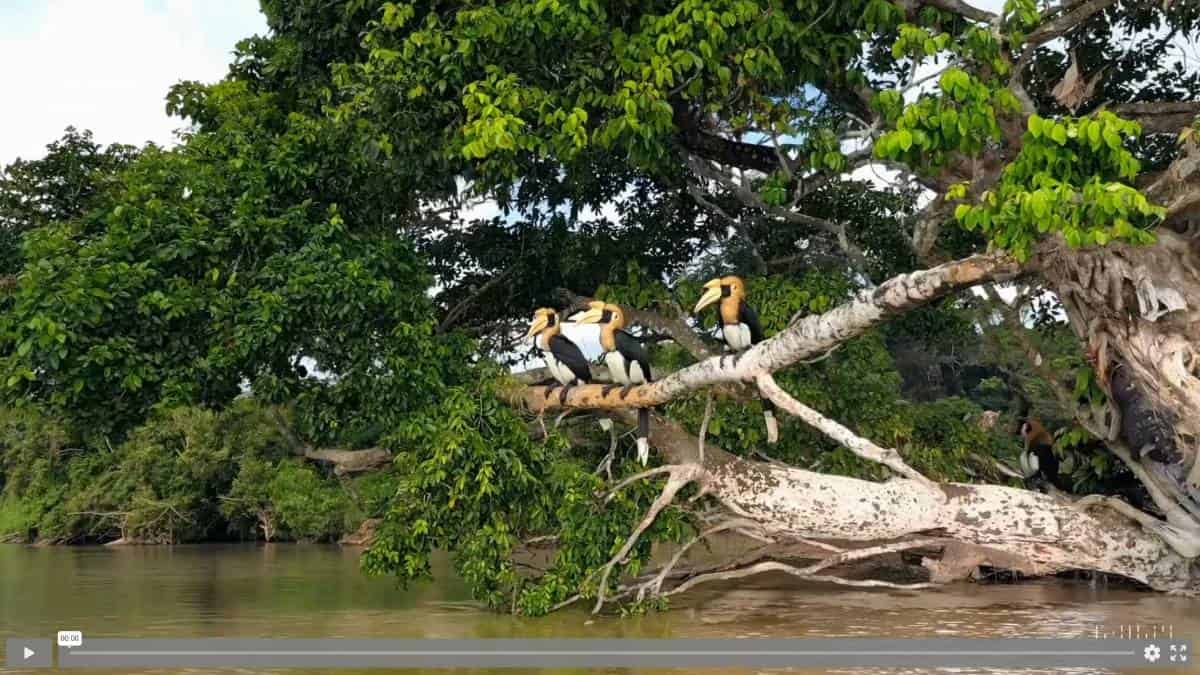 A group of Sora perched on a tree in a river.